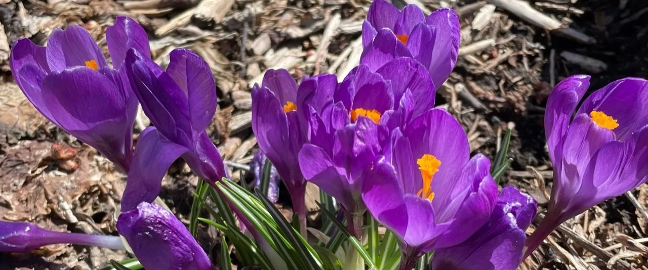 crocuses.jpeg
