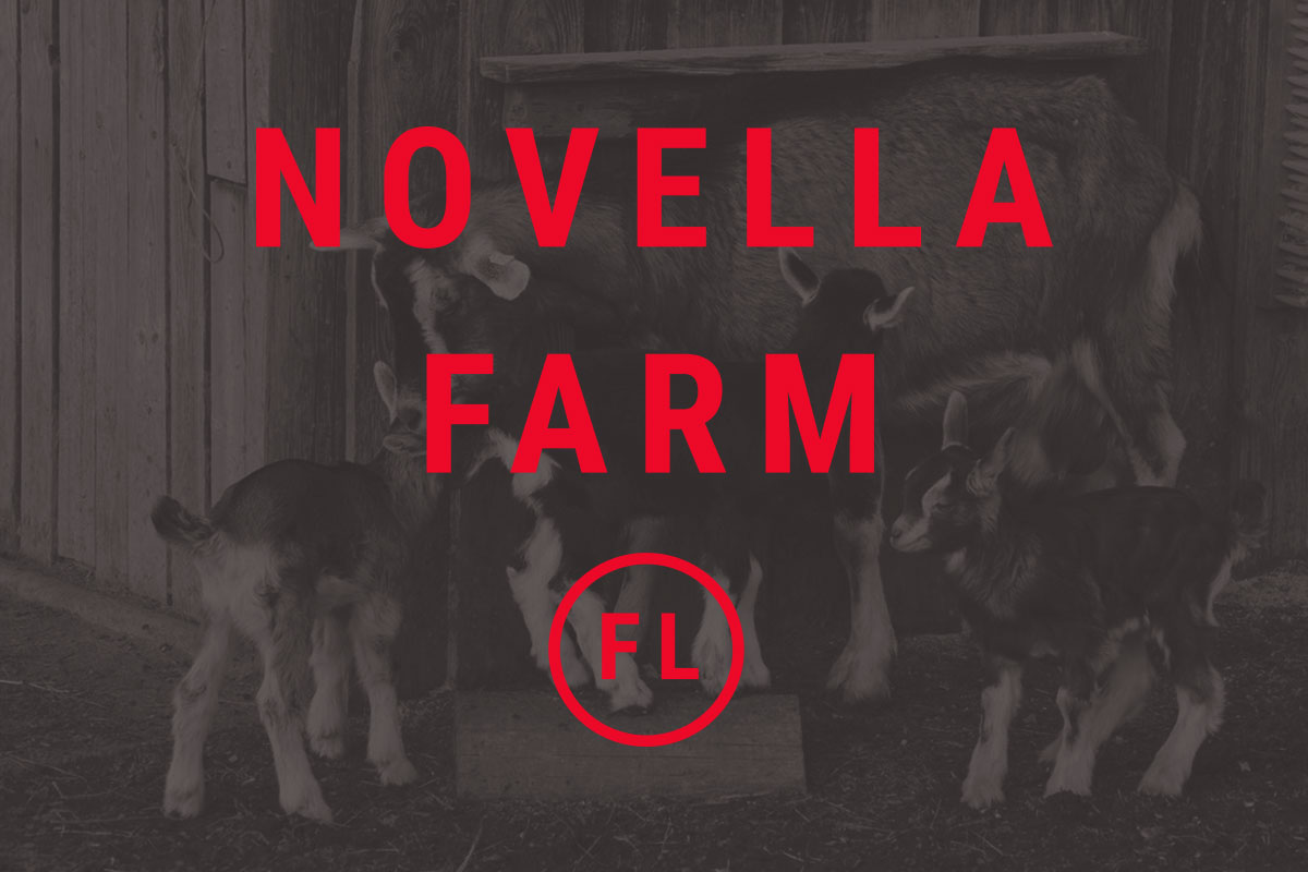 novella_goats.jpg