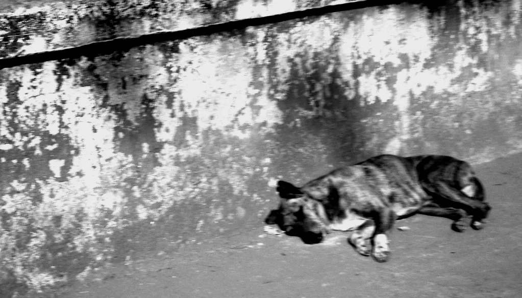 anotherdog.jpg