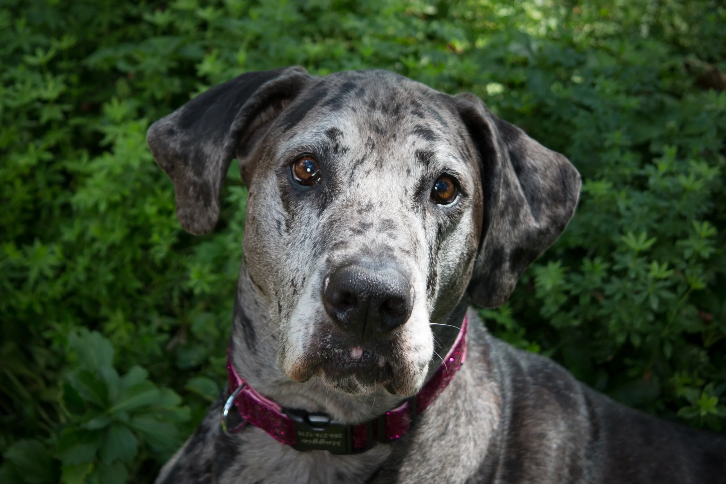Portage Michigan Family Photographer:  Sweet Miss Maggie