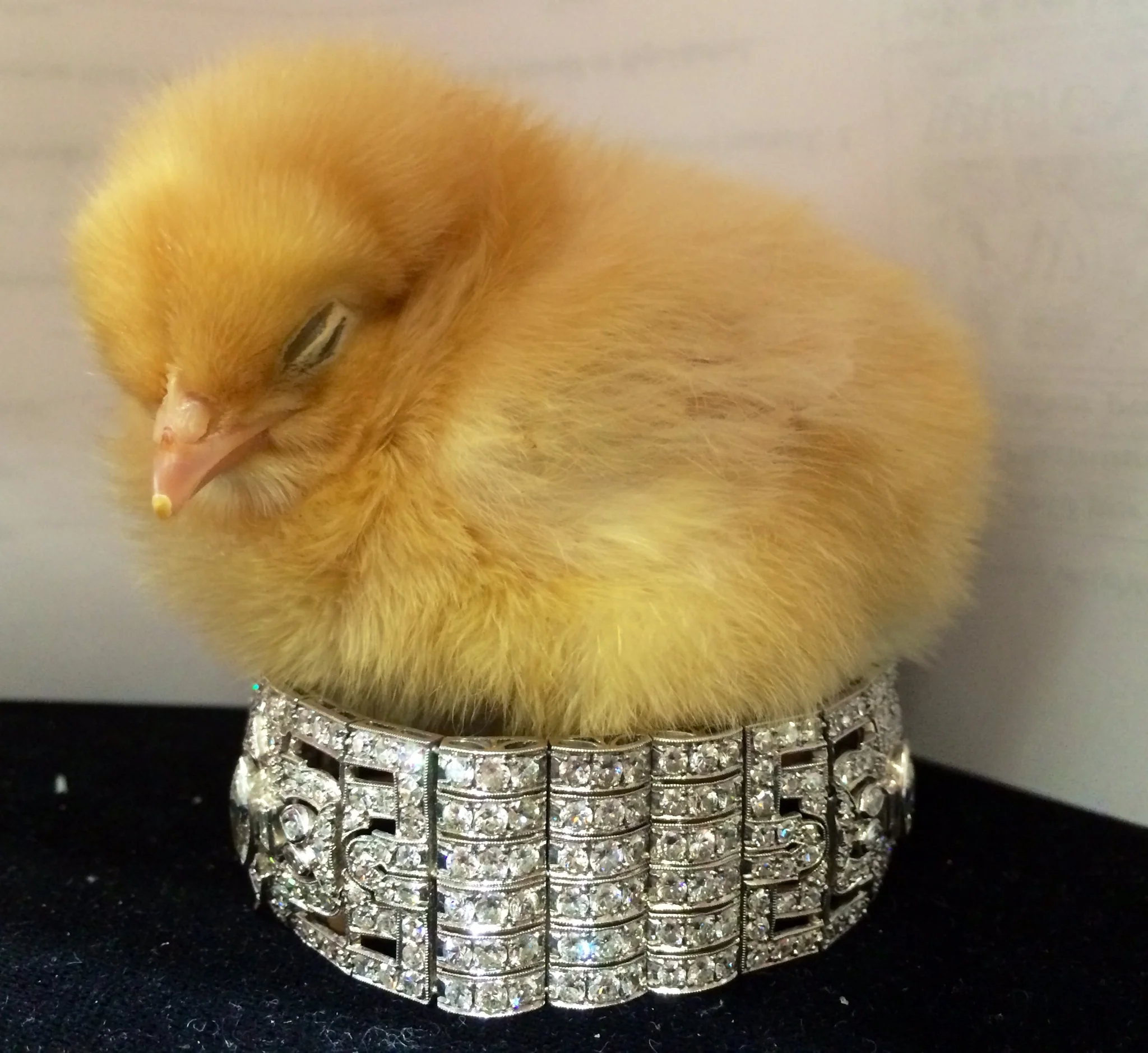 He was sound asleep in his nest made of diamonds!