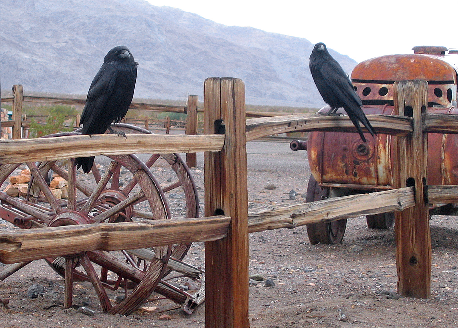 Crows, Death Valley, CA