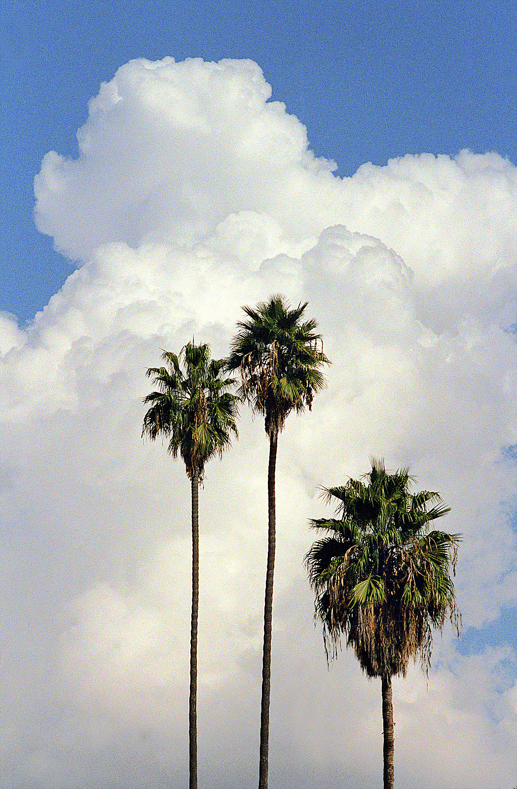 Palms & Clouds
