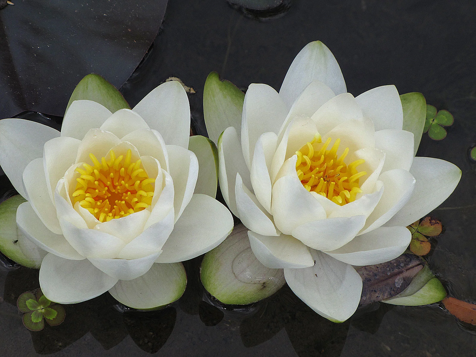 Lotus