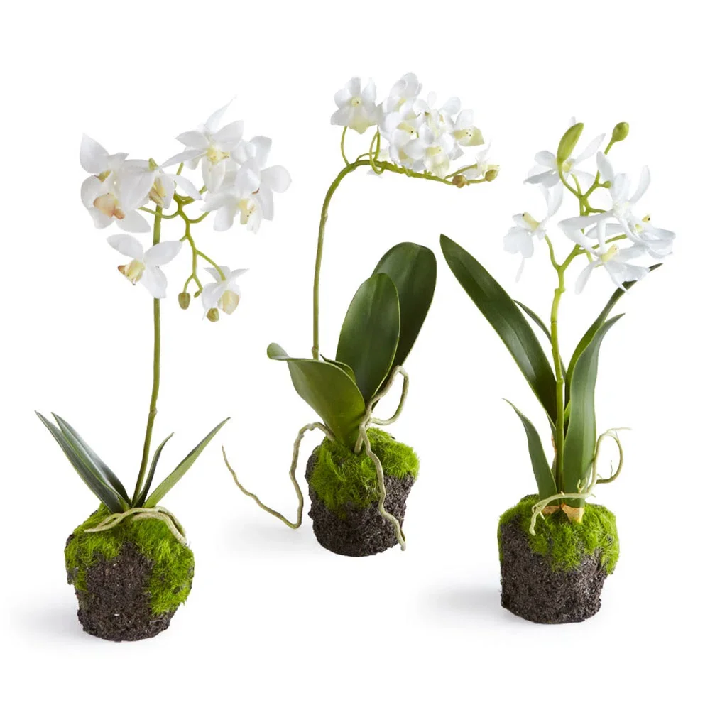 Orchid Drop-Ins