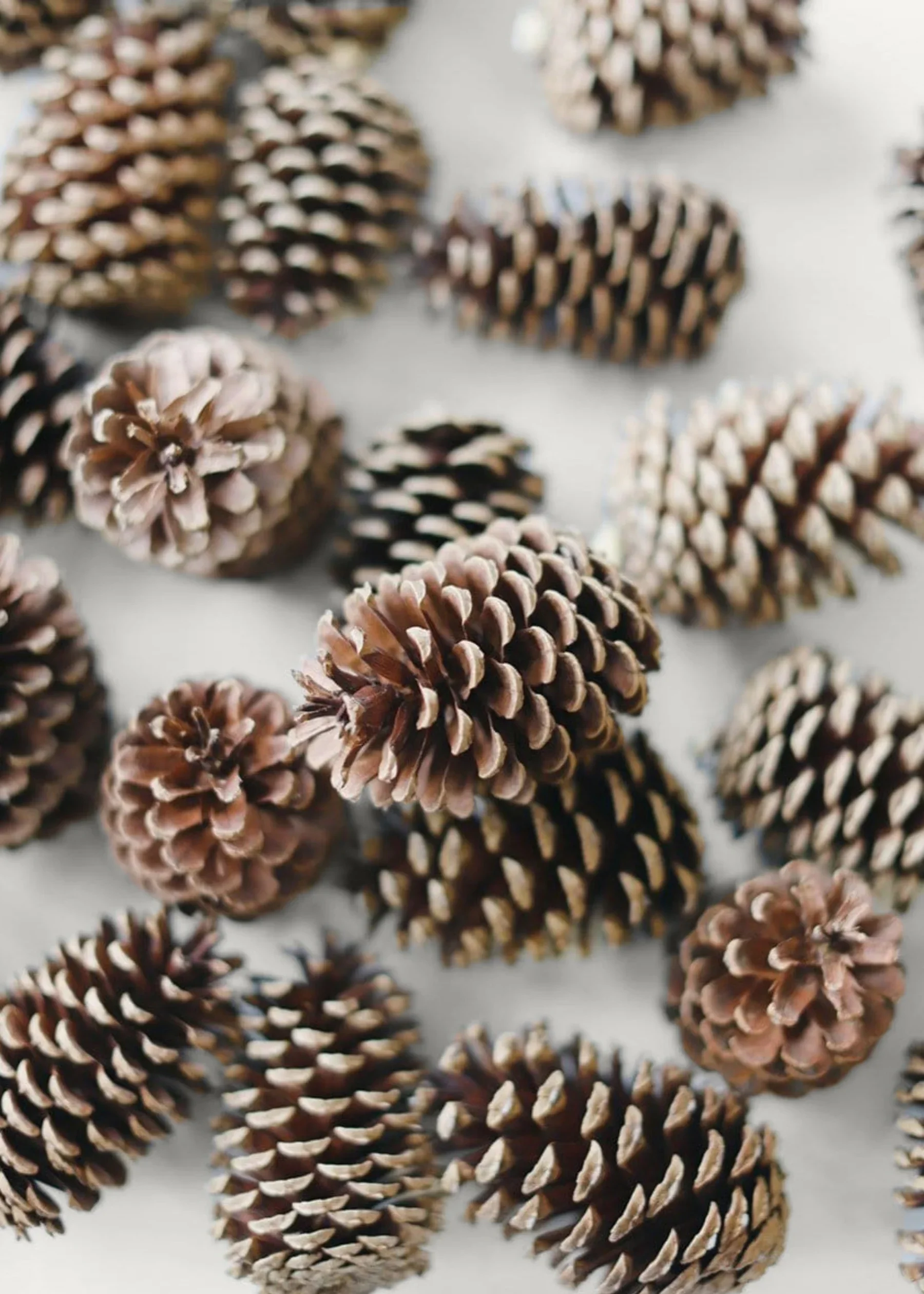 Pine Cones