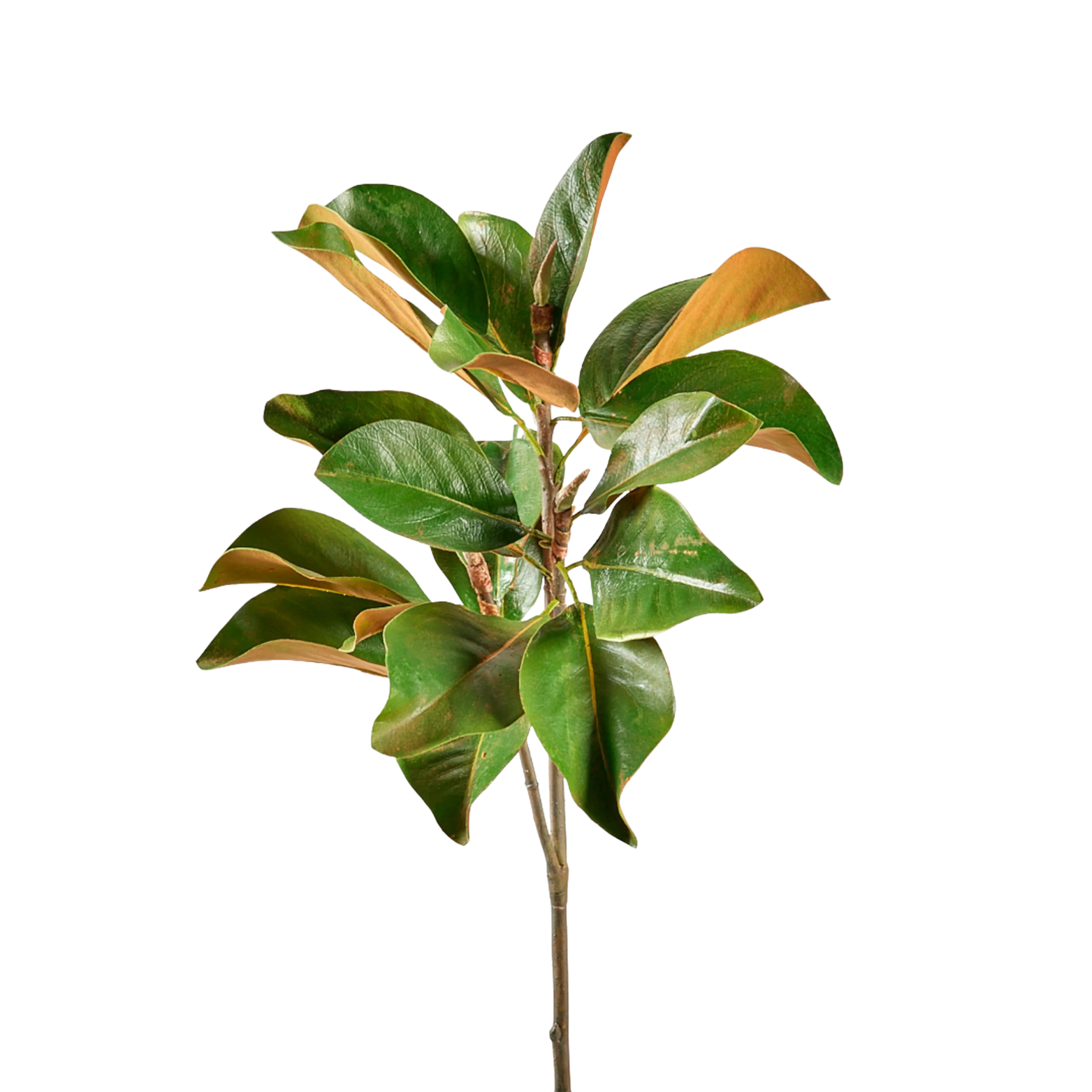Faux Magnolia Branch