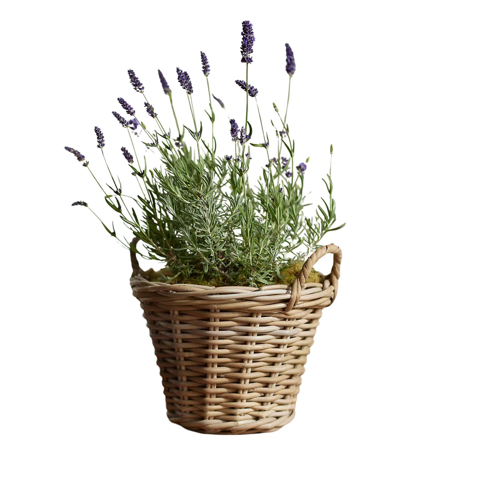 Rattan Basket Planter