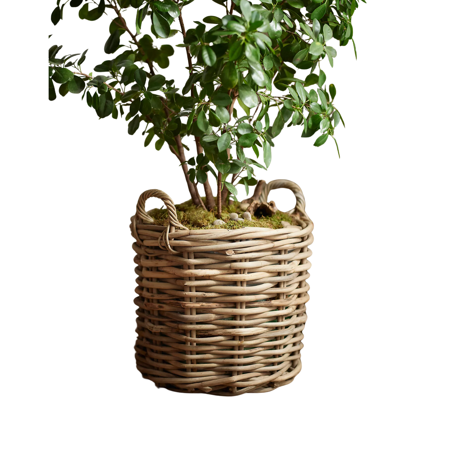 Rattan Planter