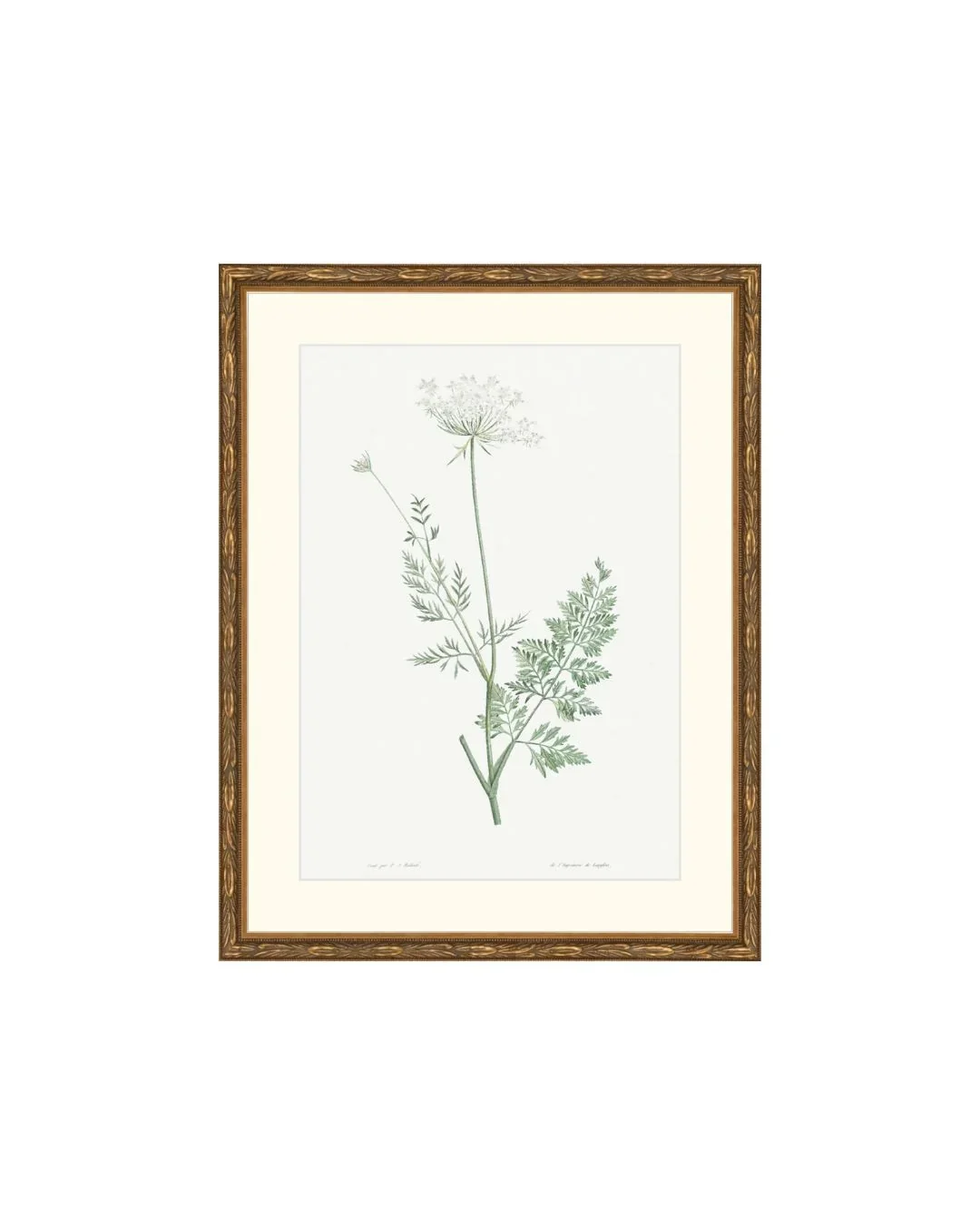 Classical Botanical V