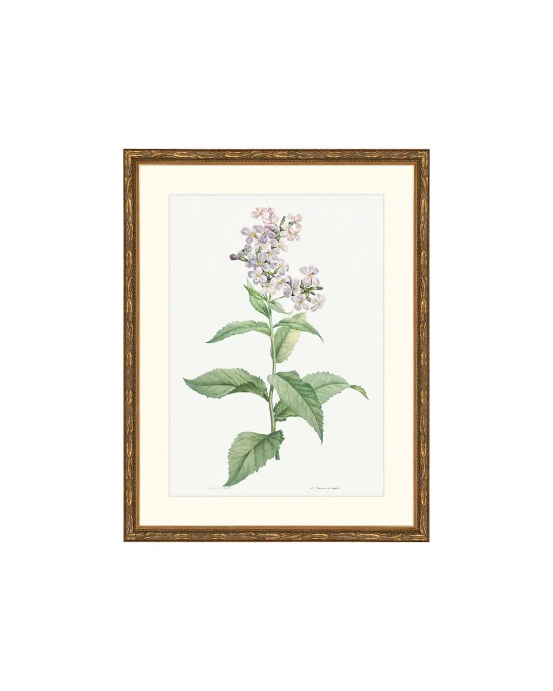 Classical Botanical VI