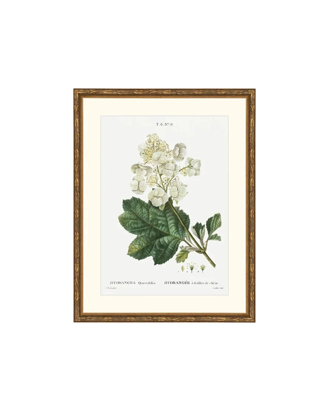 Classical Botanical IV