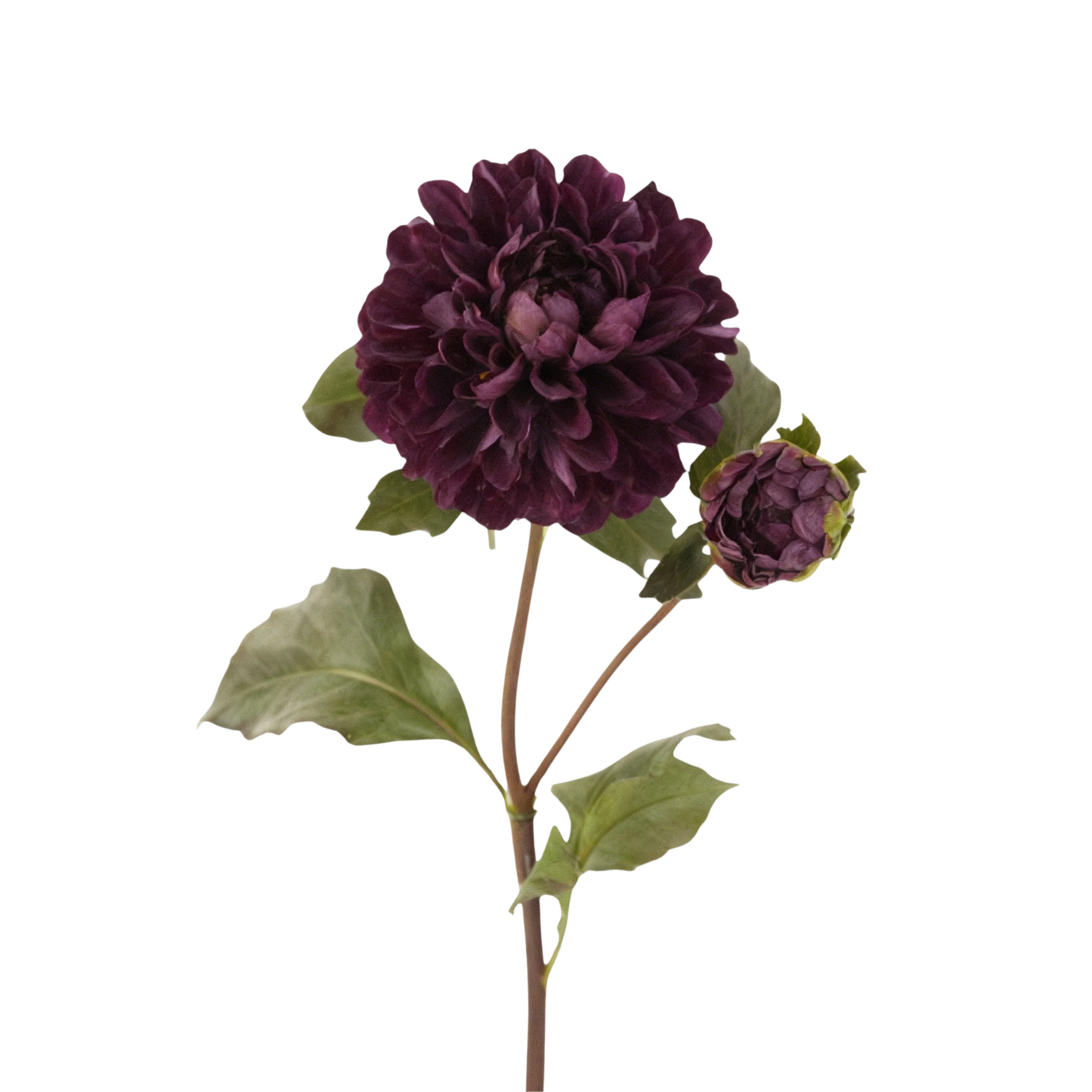 Faux Dahlia