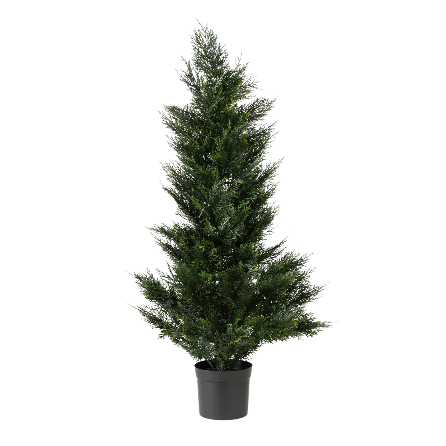 Cedar Tree