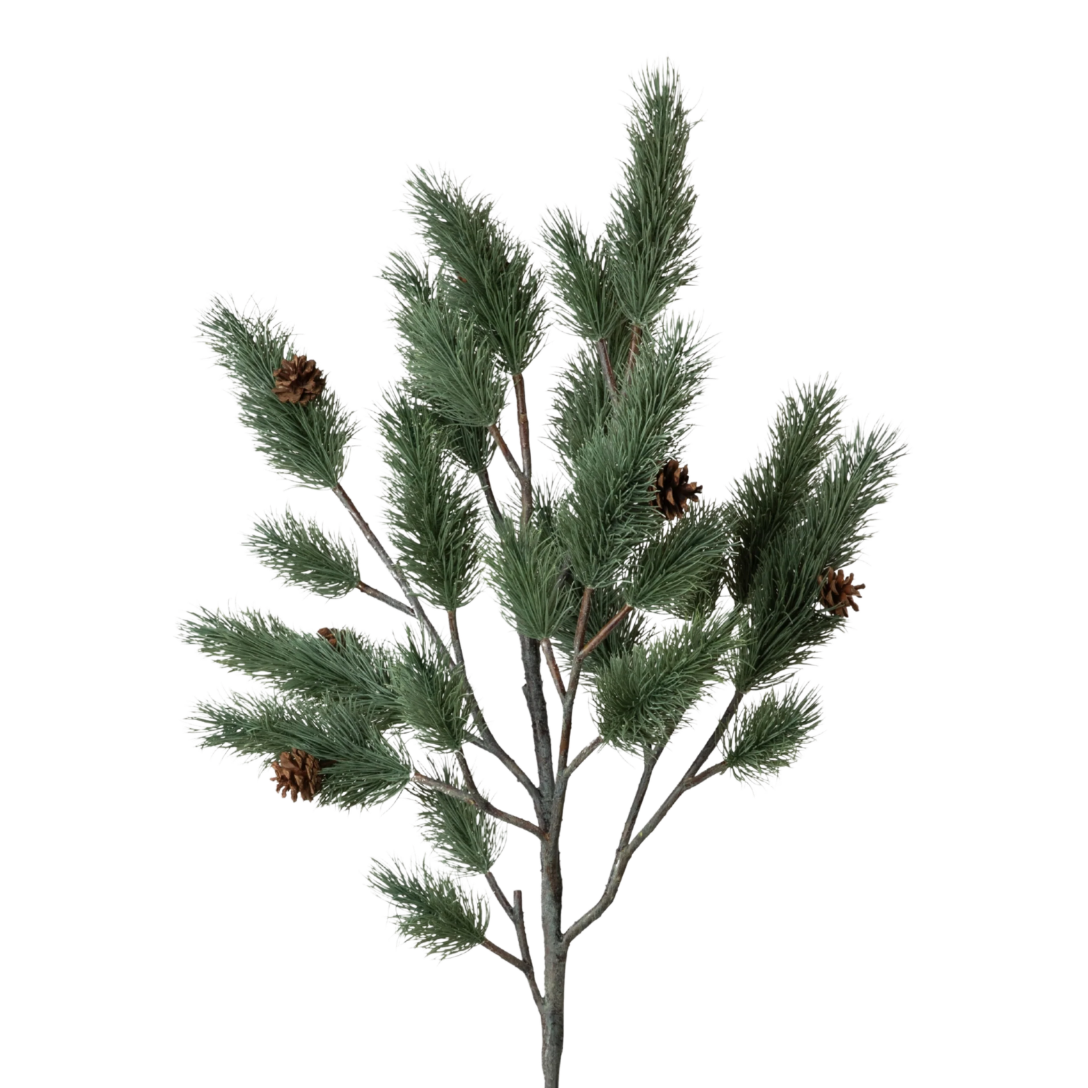 Blue Spruce Branch