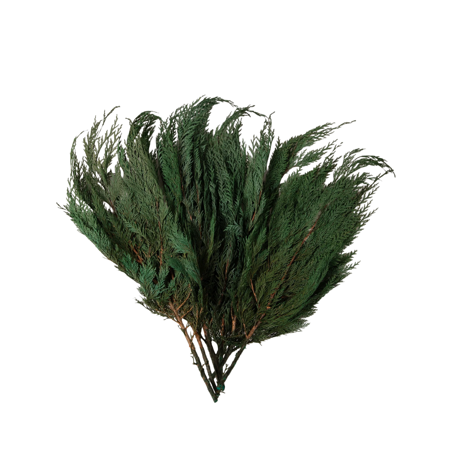 Cedar Branch Bundle