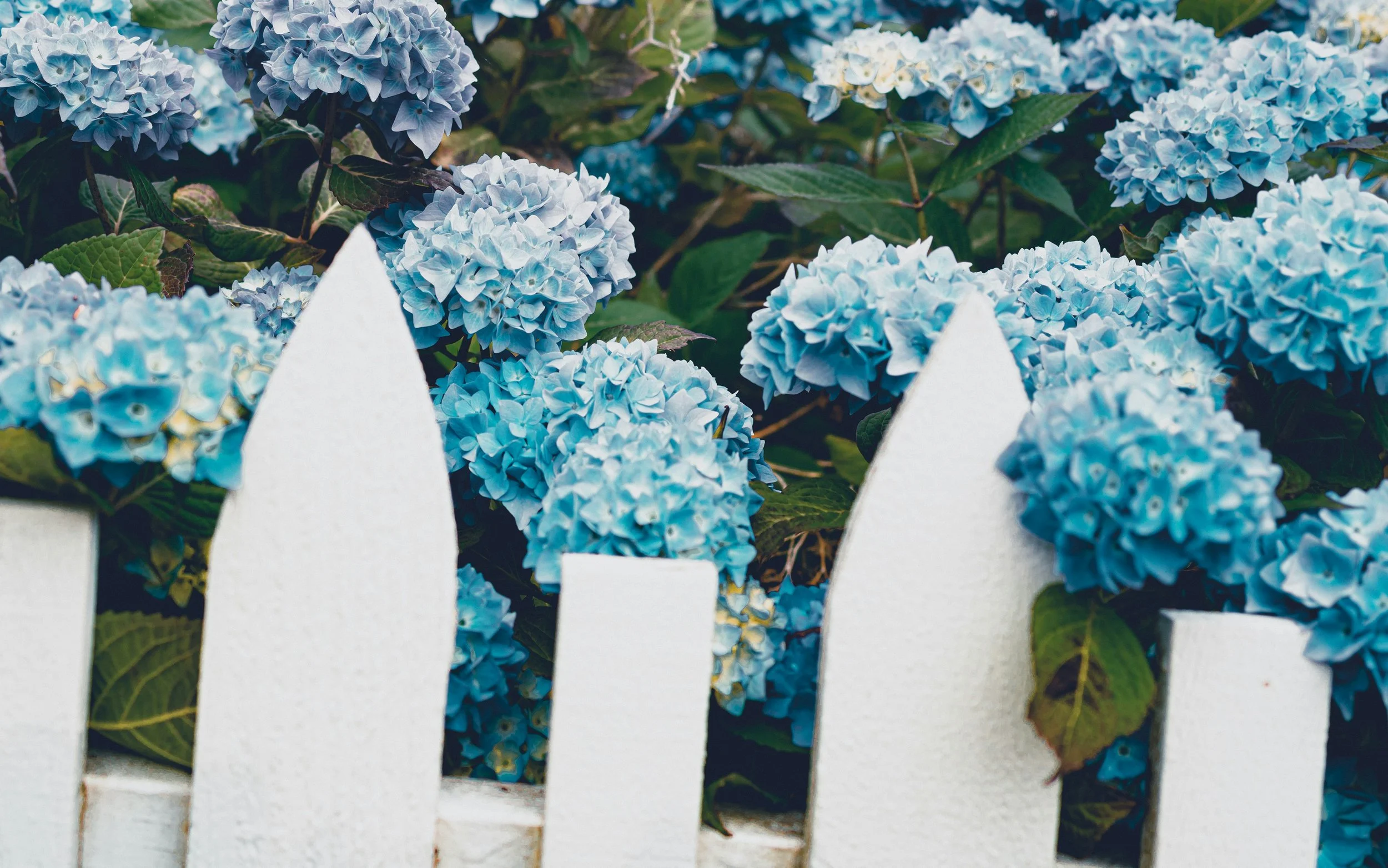 Timeless Plantings