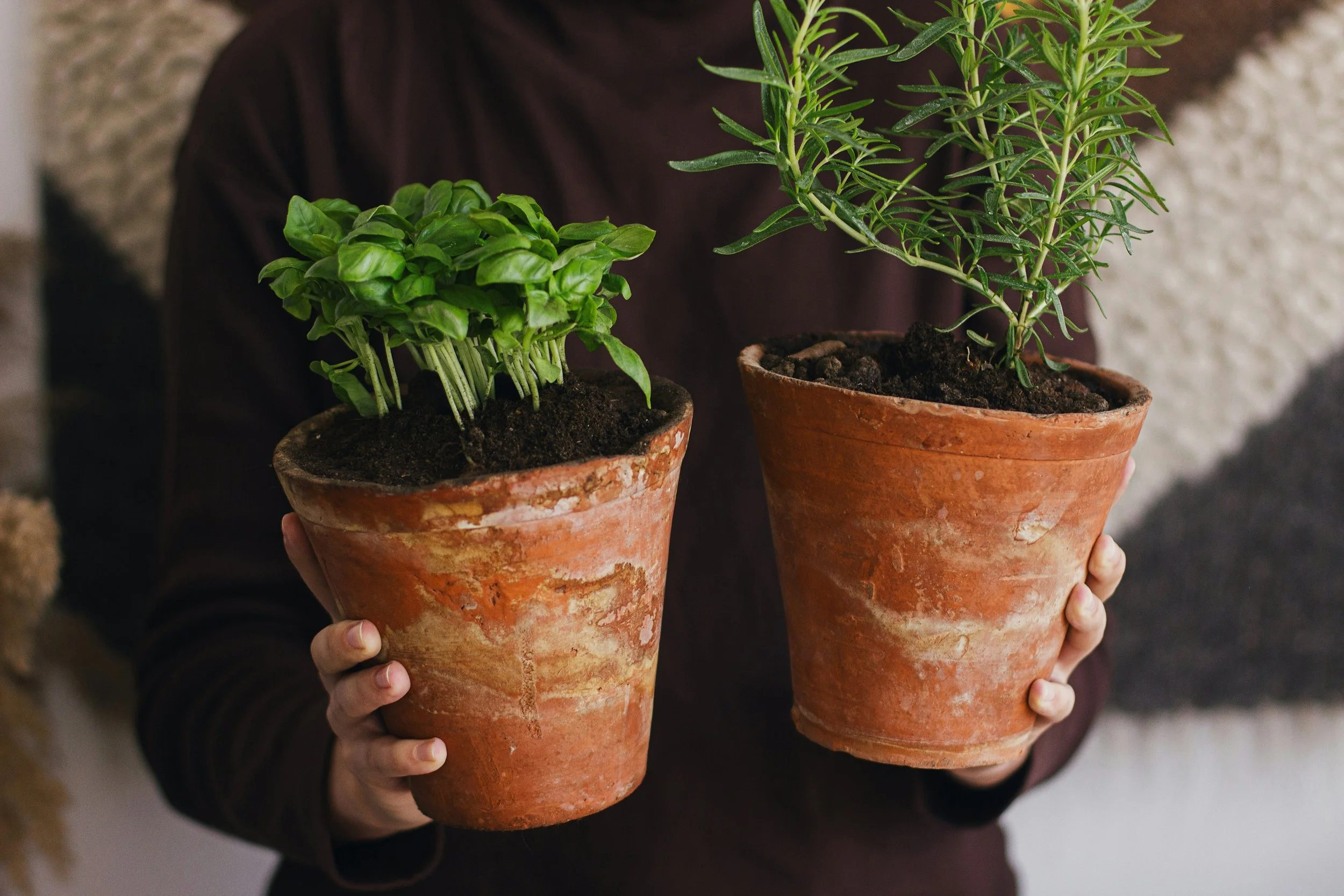 Indoor Herb Garden