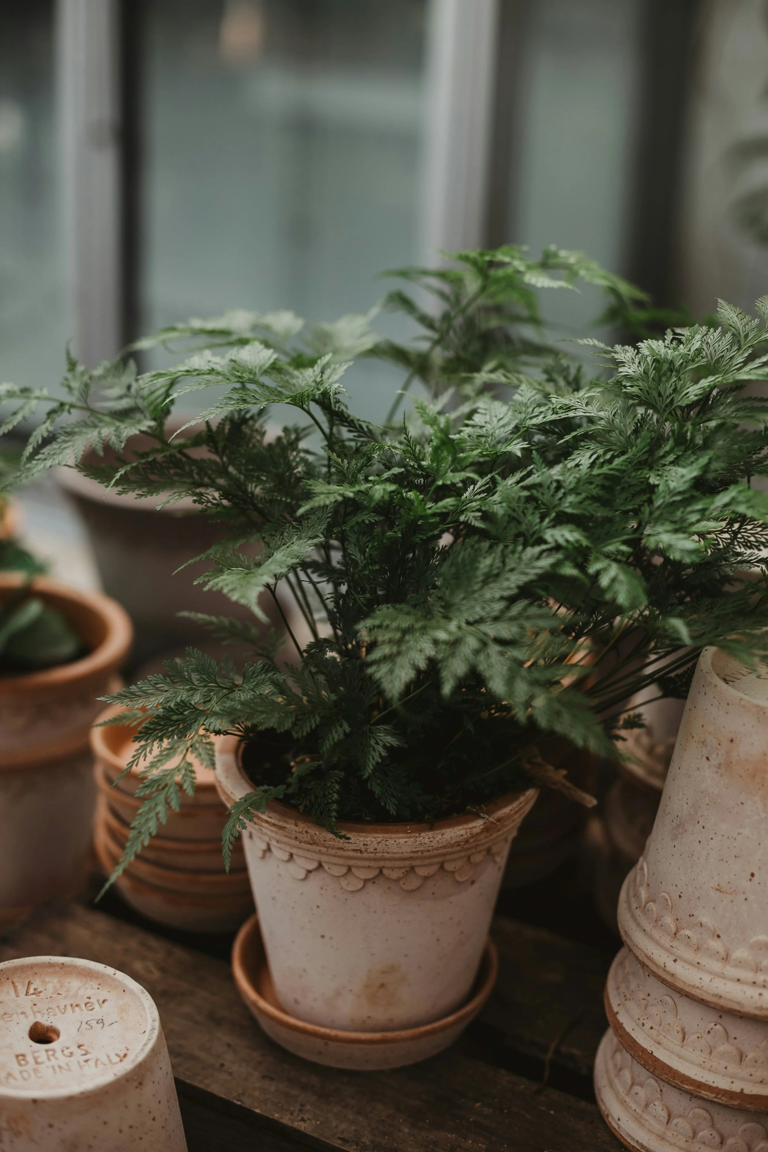 Essential Houseplants