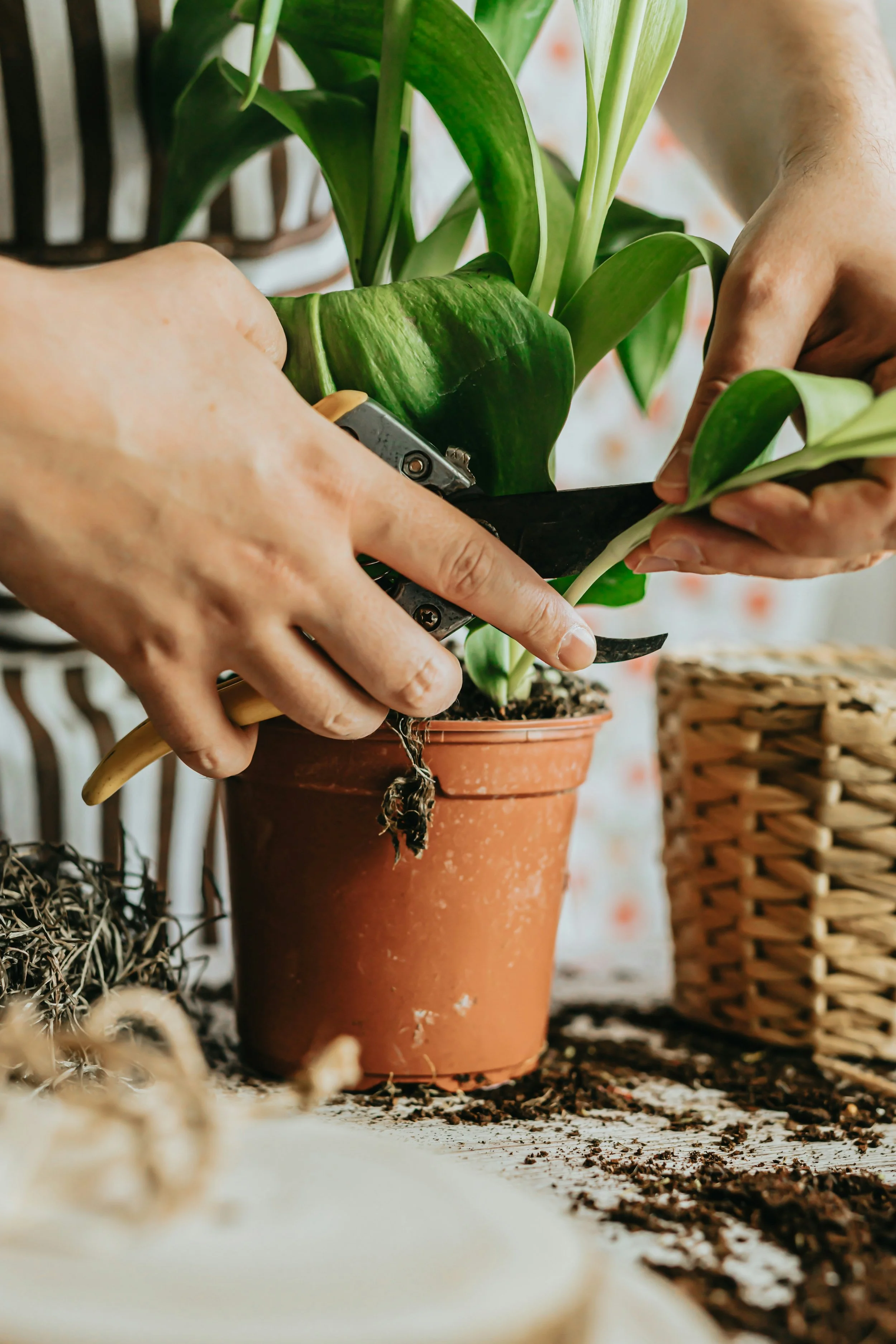 Reviving Houseplants