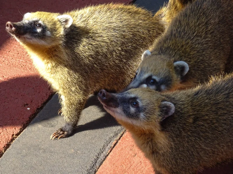 coaties_iguazu_falls.jpg