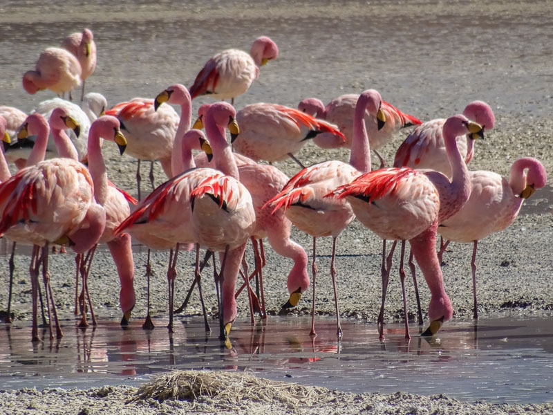 flamingos_salt_flats_tour_bolivia.jpg