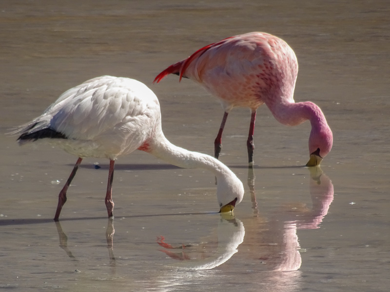 flamingos_salt_flats_tour_bolivia_1.jpg