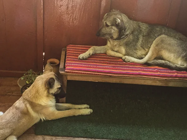 yoga buddies...