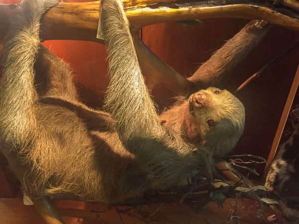 stuffed_sloth_museo_de_historia_cusco.jpg