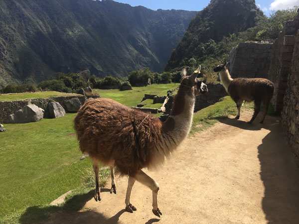 machu_picchu_llama_2.jpg