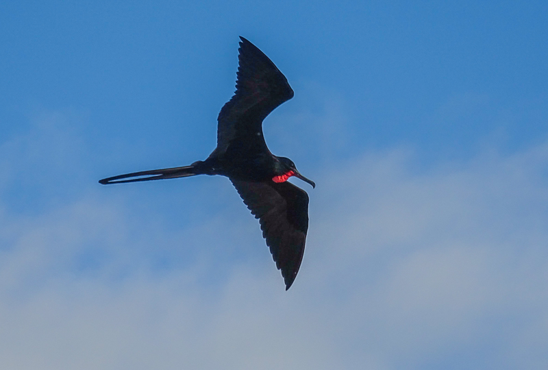 frigate_bird_galapagos.jpg