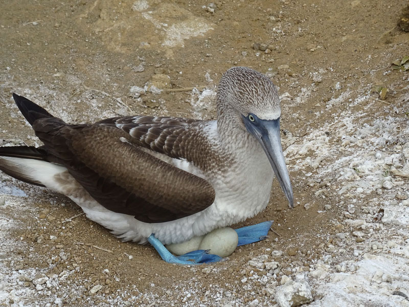 blue_footed_boobie_on_her_eggs_galapagos.jpg