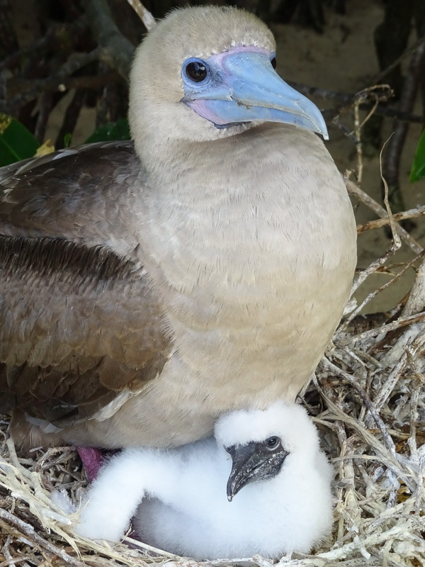 blue_footed_boobie_and_chick_galapagos.jpg