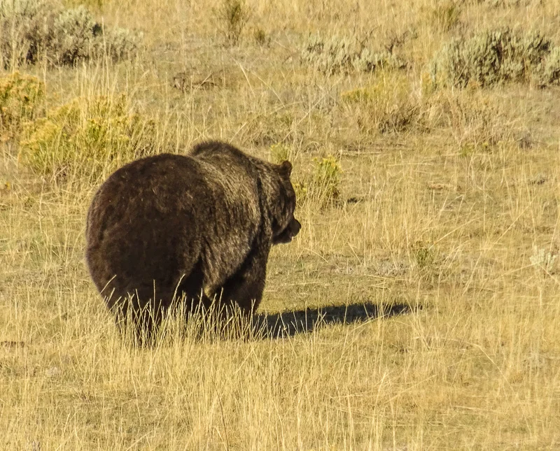 Does my bum look big in this?