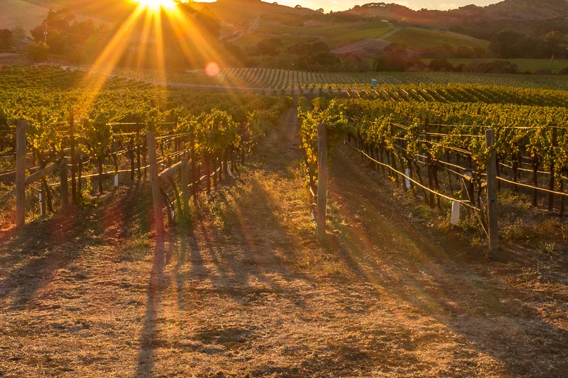 sunset_napa_valley_vineyard.jpg