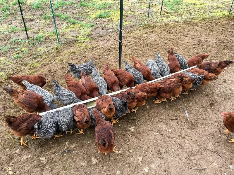 housesitting_chickens.jpg