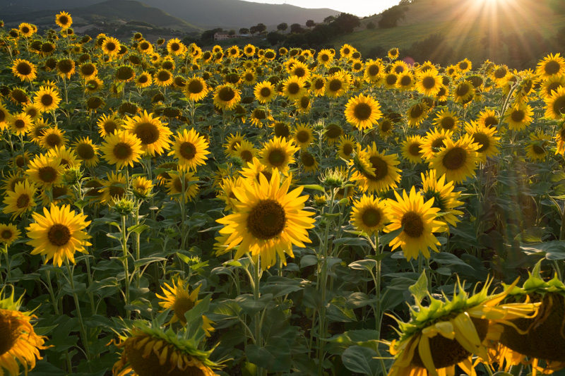 sunflowers_italy.jpg