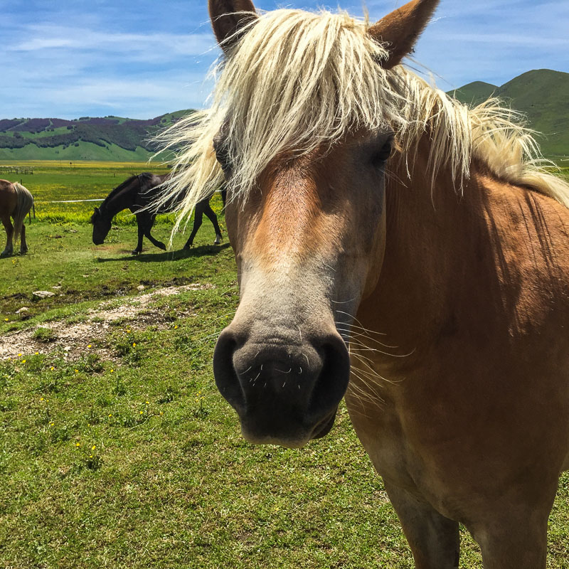 horse_piano_grande_marche_italy.jpg