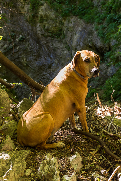 monty_rhodesian_ridgeback.jpg