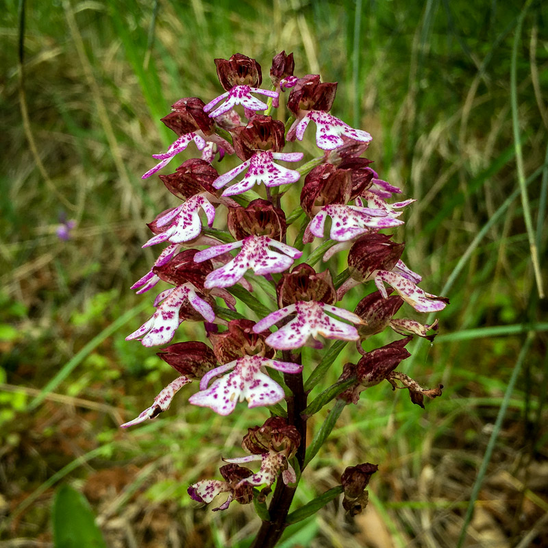 wildflower_italy.jpg