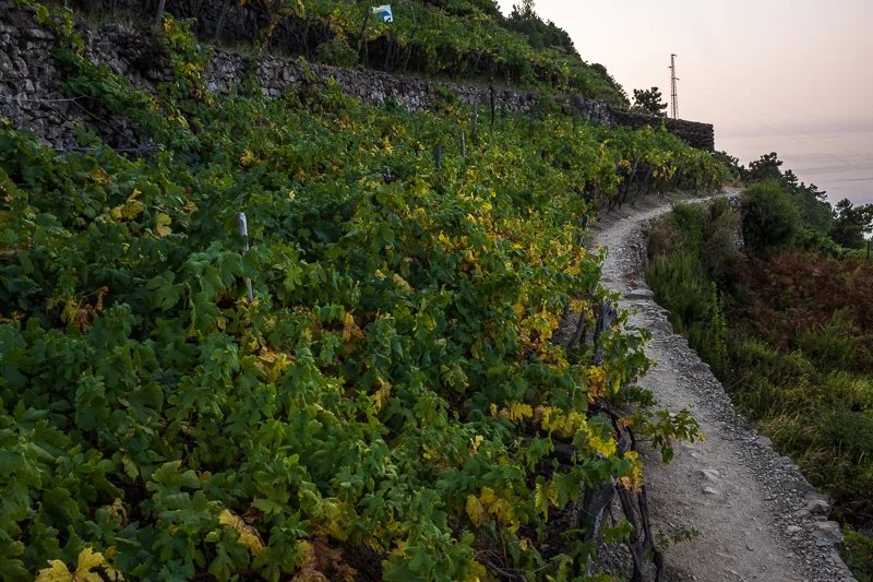cinque_terre_vineyard_path.jpg