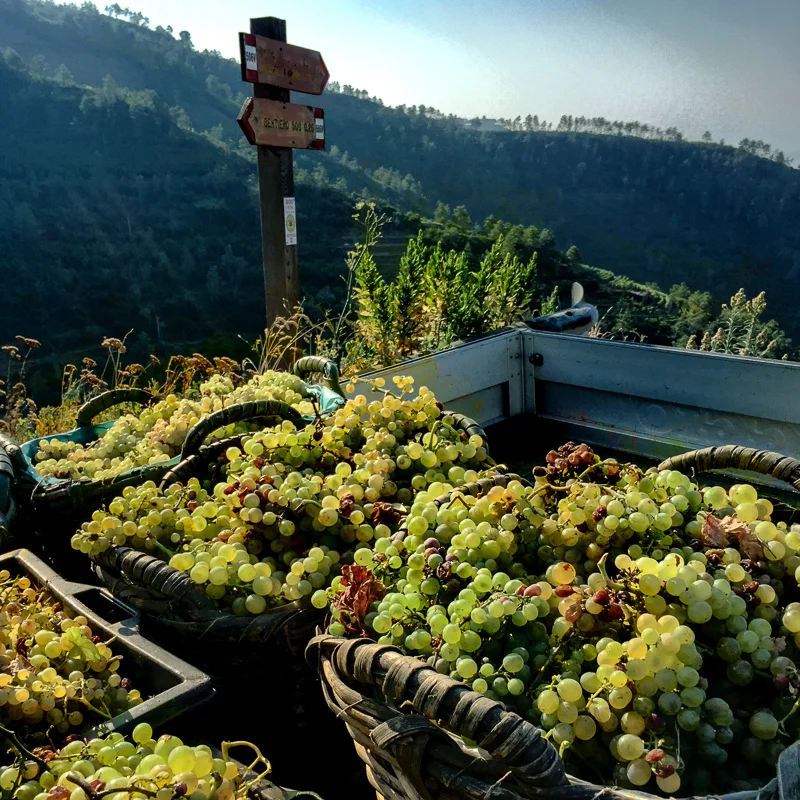 cinque_terre_grapes_baskets_1.jpg