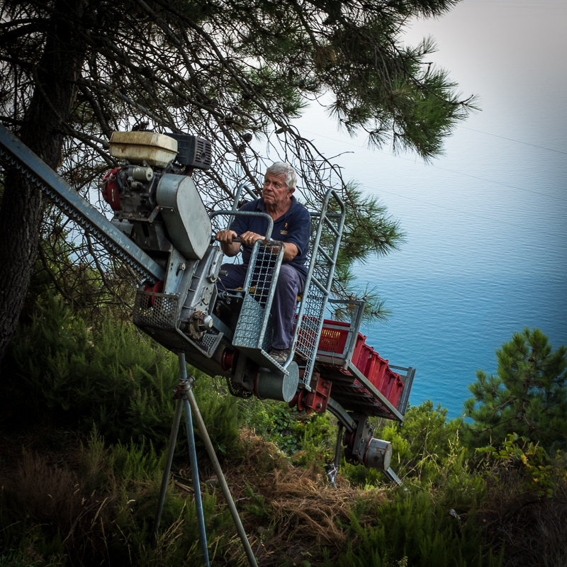 trenino_grape_vines_cinque_terre_italy_1.jpg