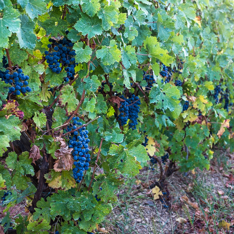 grapes_the_cinque_terre_italy.jpg