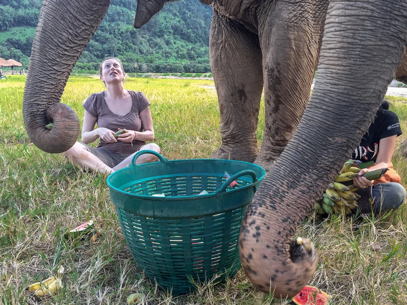 At the Elephant Nature Park we sat under three elephants, feeding them bananas and water melon