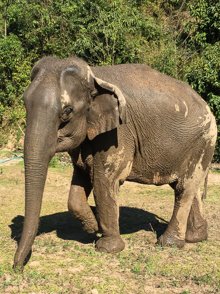 soggy_elephant
