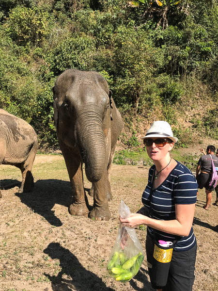 feeding_elephants