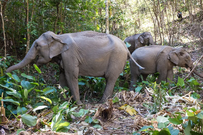 Elephants on the Elephant Nature Park sponsored Journey to Freedom project live in pretty much as close to their natural environment as possible.