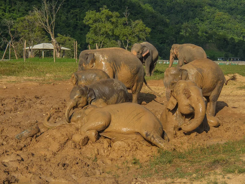 Elephants enjoying a mud bath at Elephant Nature Park, Thailand.