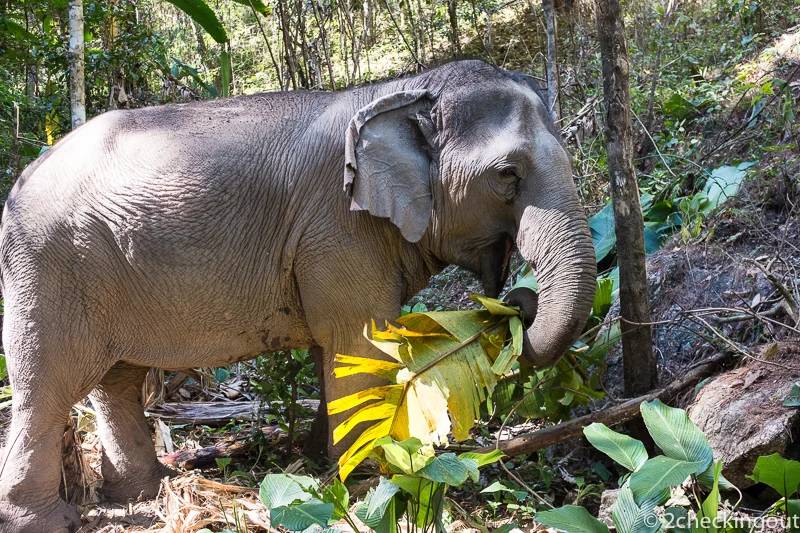At Journey to Freedom, elephants get to be in their natural environment.